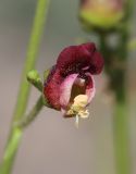 Scrophularia olympica