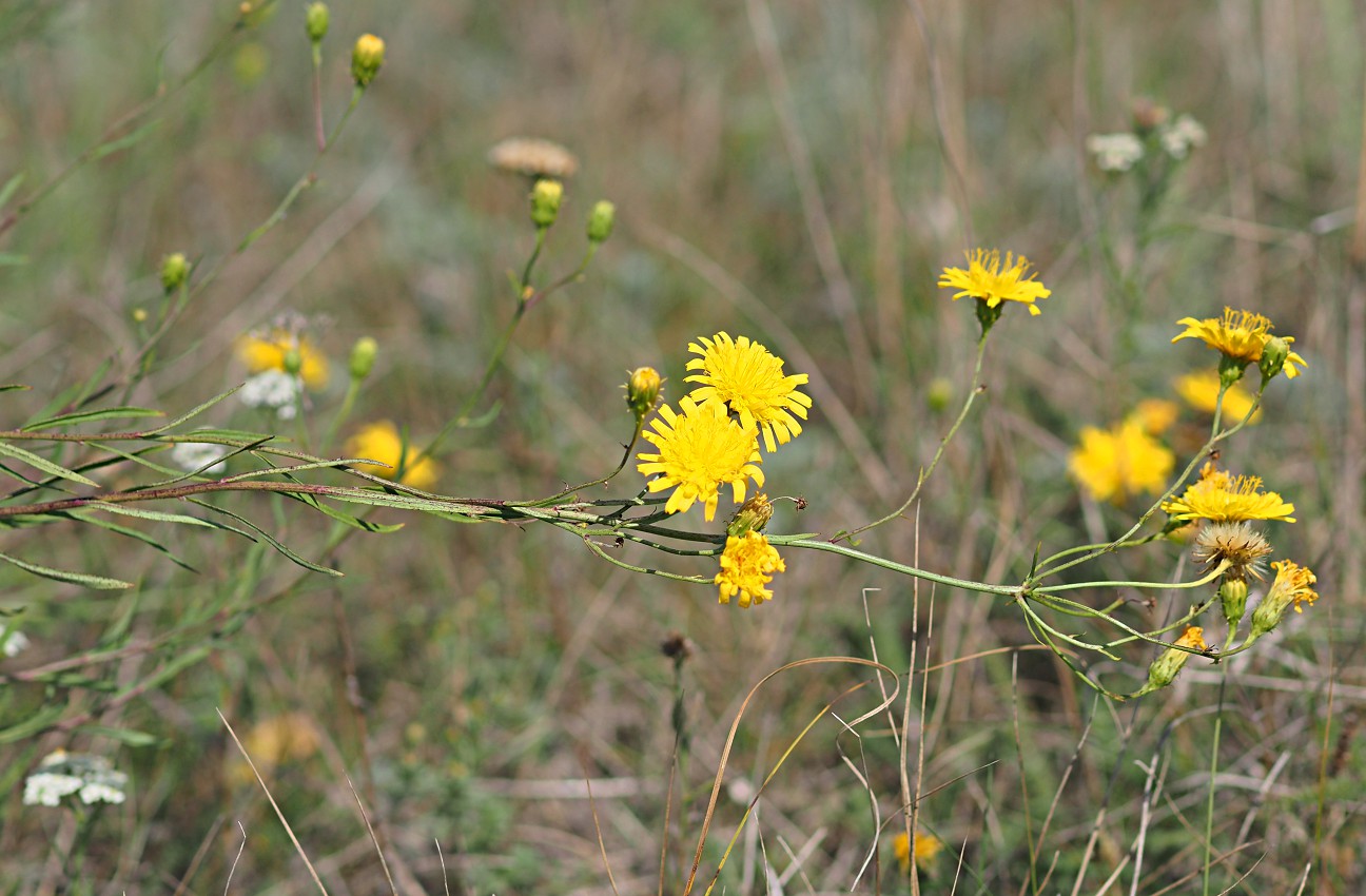 Изображение особи Hieracium filifolium.