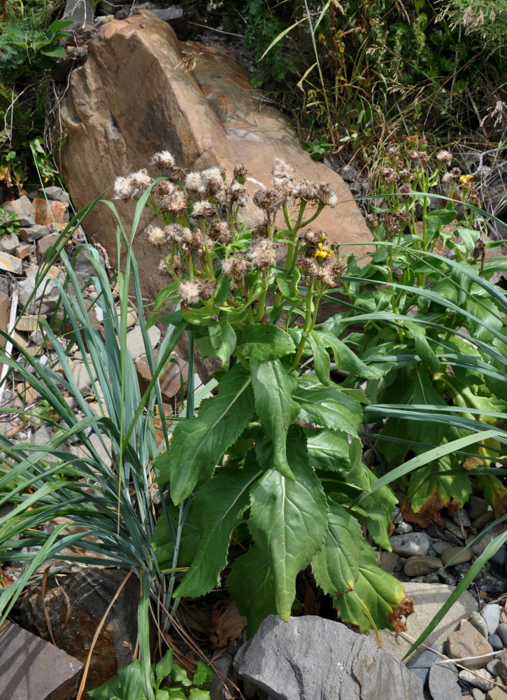 Изображение особи Senecio pseudoarnica.