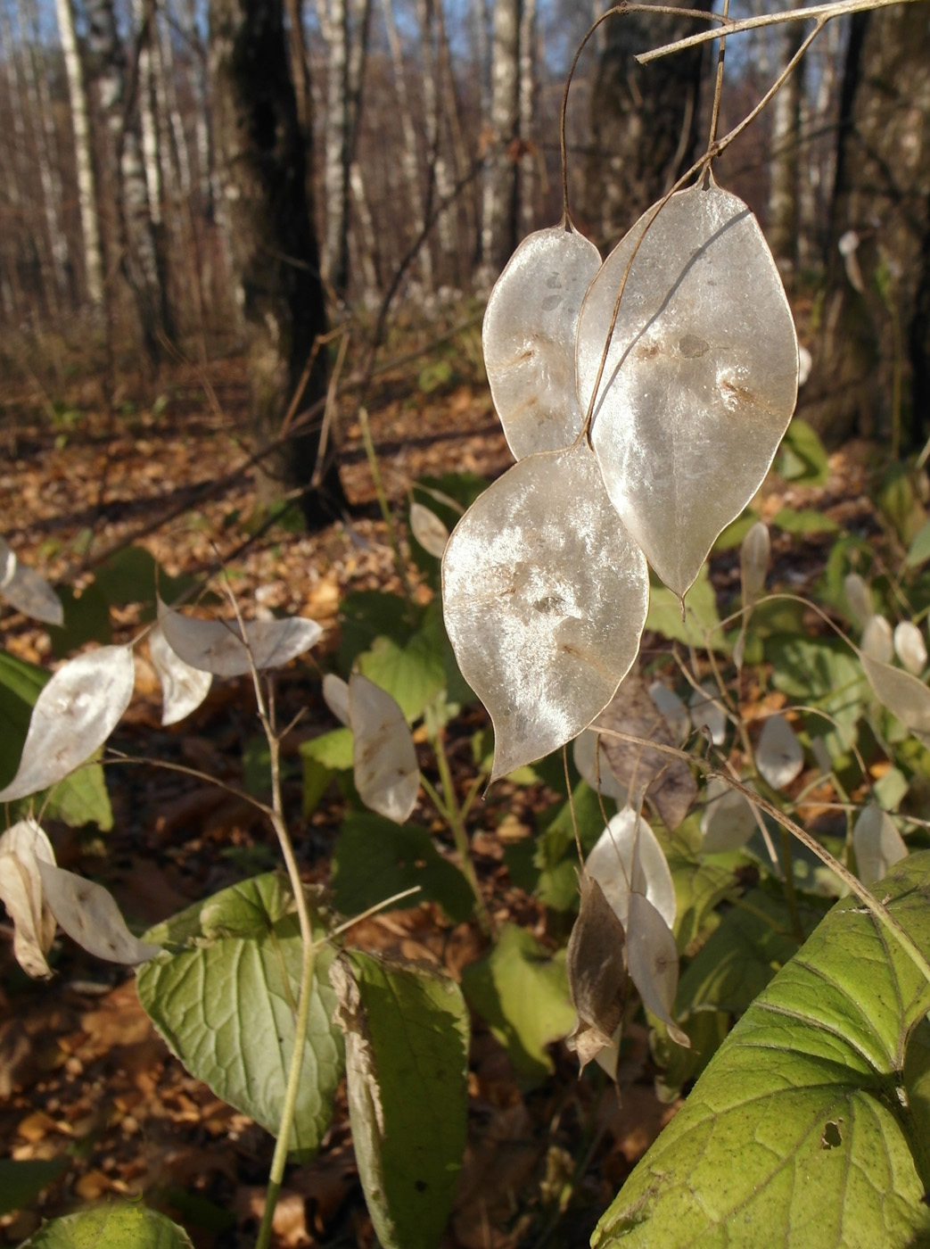 Image of Lunaria rediviva specimen.