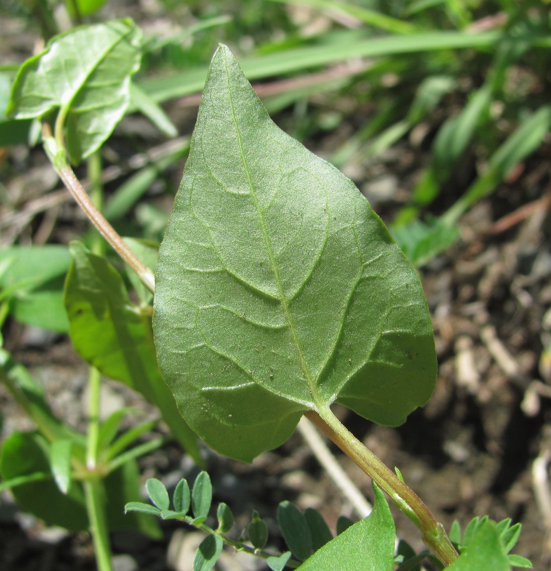 Image of Fallopia convolvulus specimen.