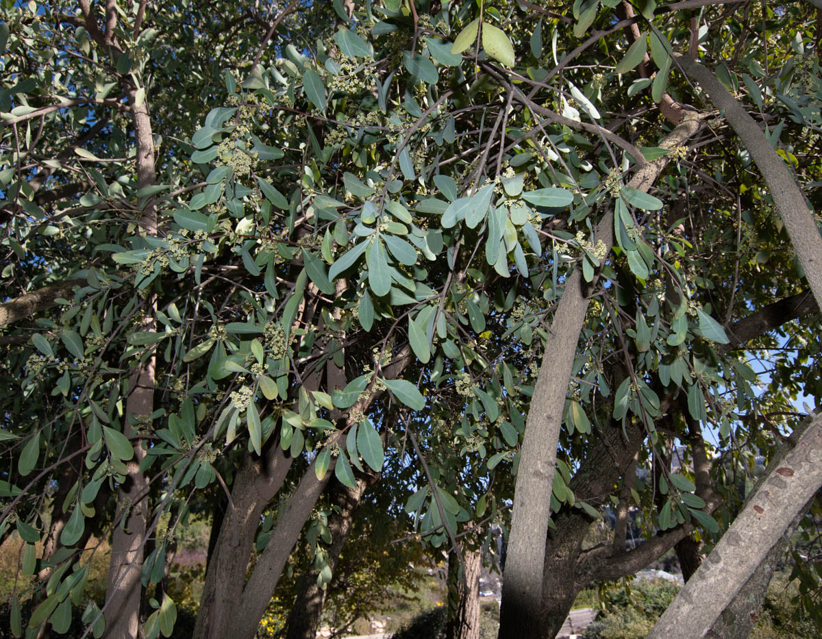 Image of Gymnosporia senegalensis specimen.