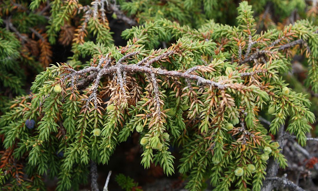 Изображение особи Juniperus sibirica.