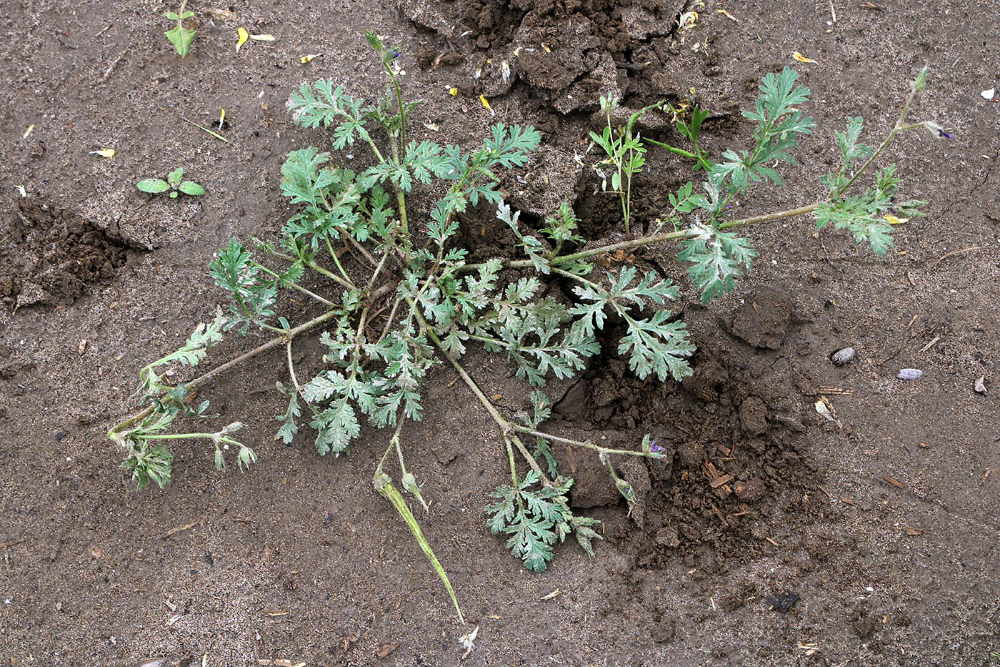 Изображение особи Erodium ciconium.