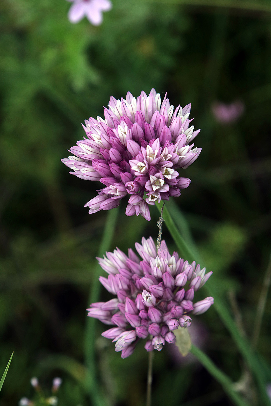 Изображение особи Allium griffithianum.