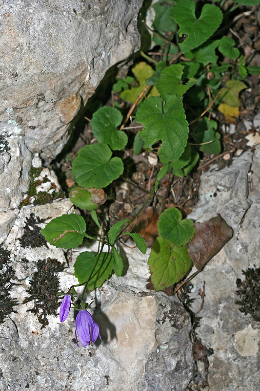 Image of genus Campanula specimen.