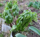 Fritillaria imperialis