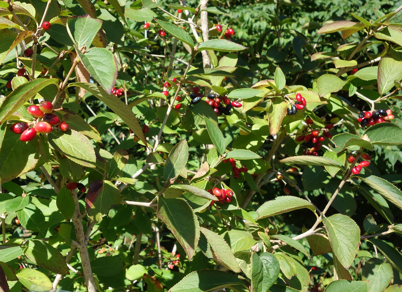 Image of Viburnum burejaeticum specimen.