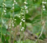 Goodyera repens. Верхушка побега с соцветием. Иркутская обл., Слюдянский р-н, окр. пос. Култук, сосновый бор. 12.07.2022.