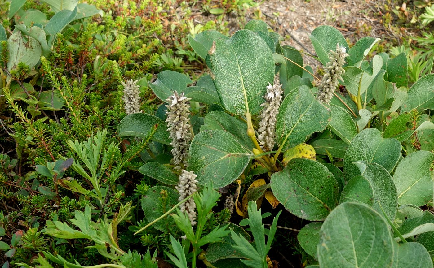 Image of genus Salix specimen.