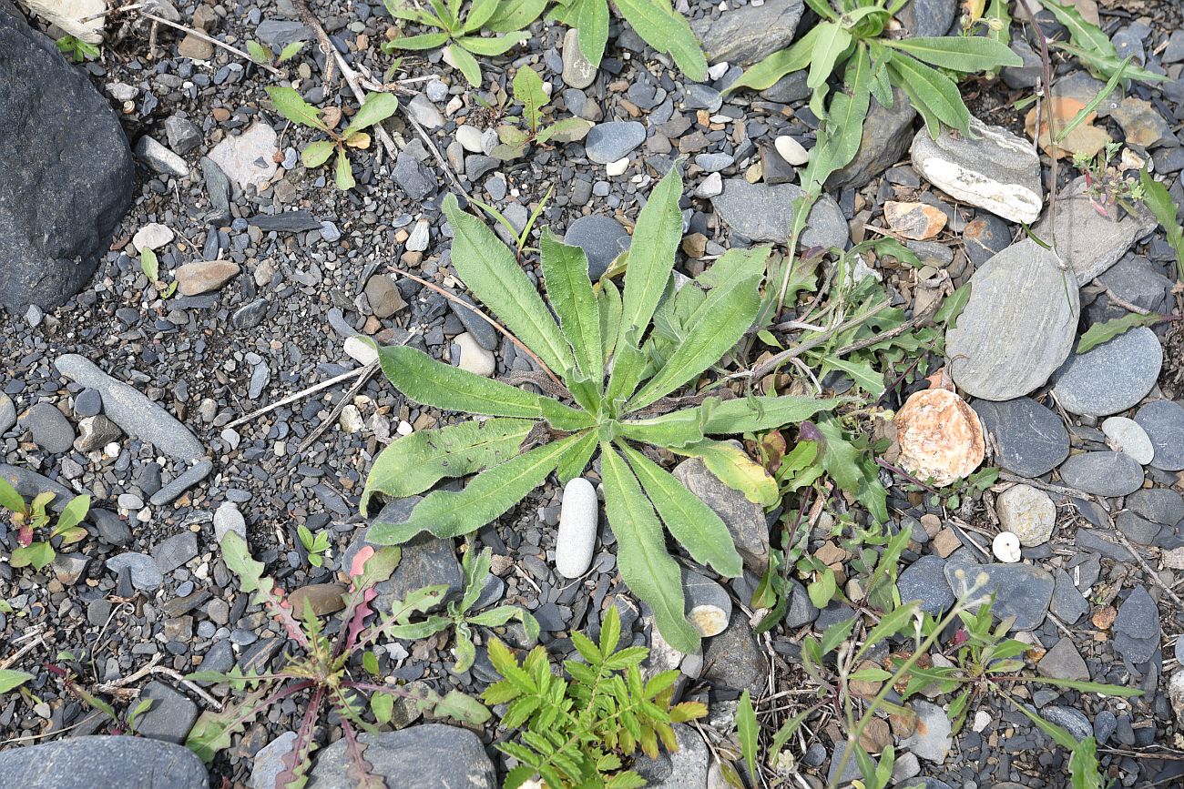 Image of Echium vulgare specimen.