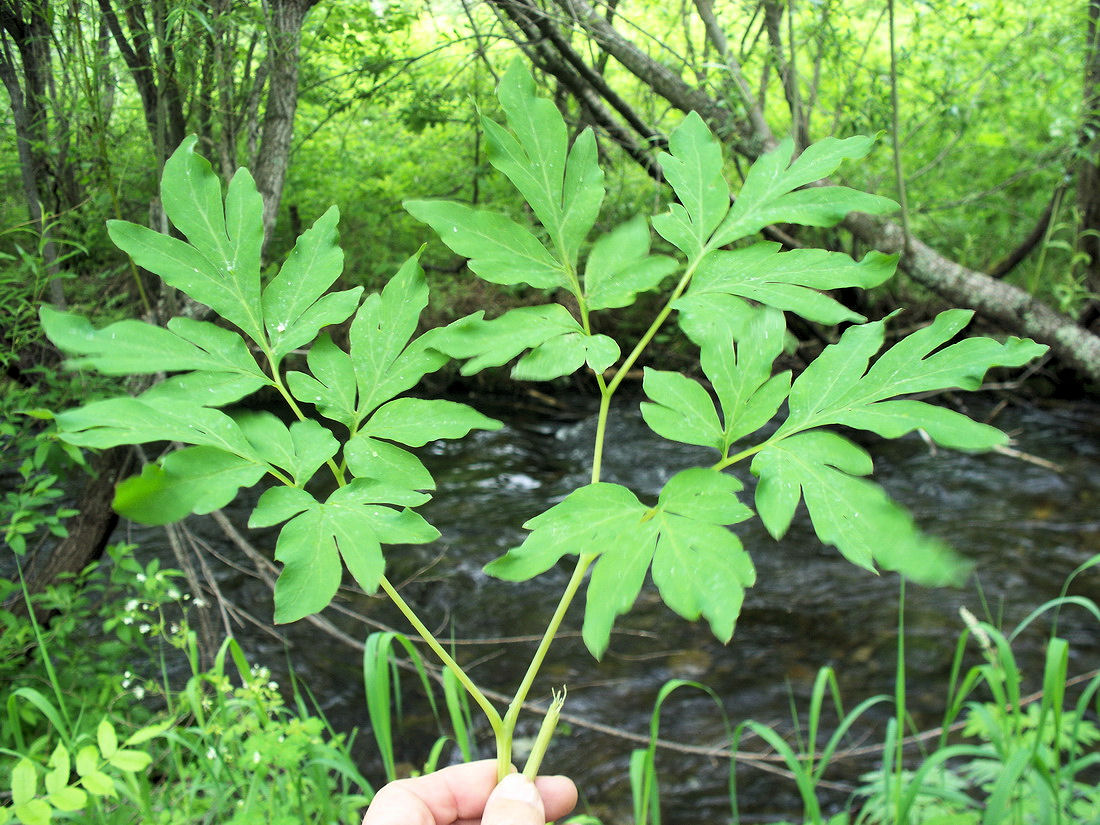 Image of Corydalis multiflora specimen.