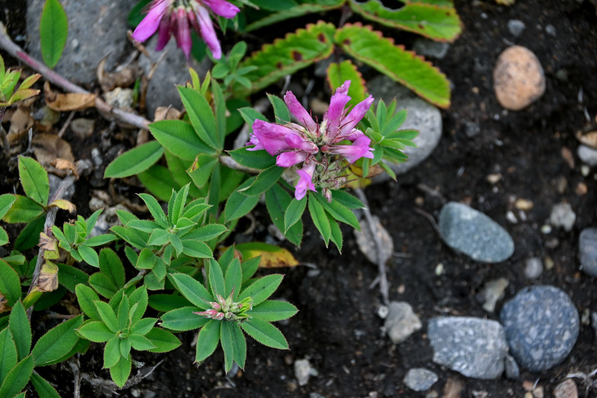 Image of Trifolium pacificum specimen.