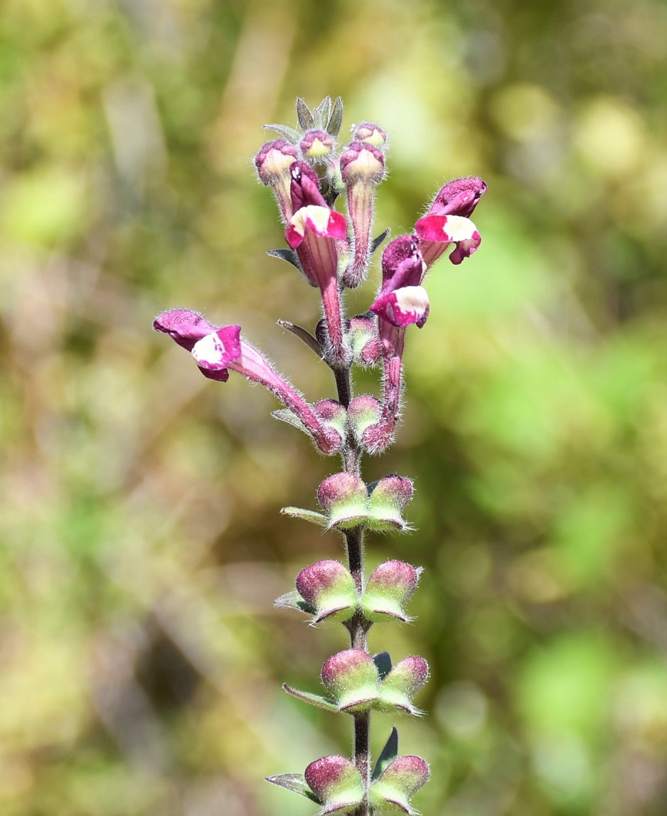 Image of Scutellaria cypria ssp. elatior specimen.