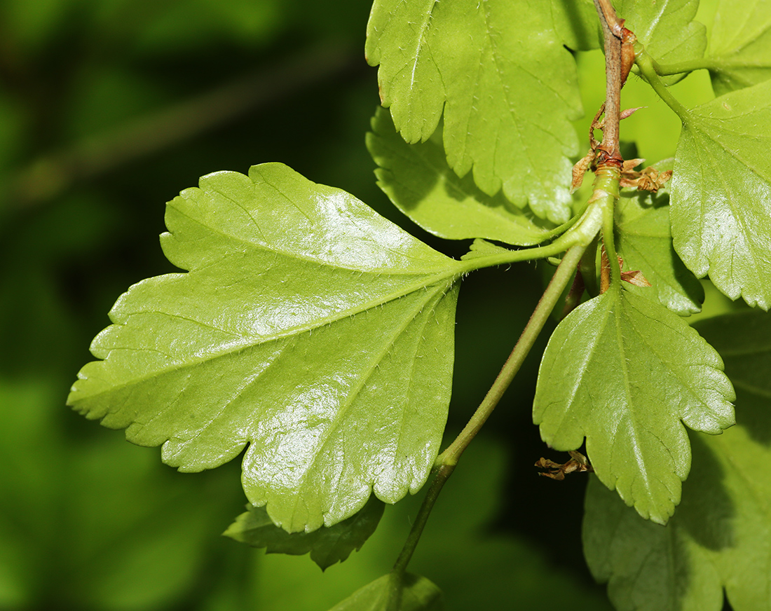 Image of Ribes komarovii specimen.