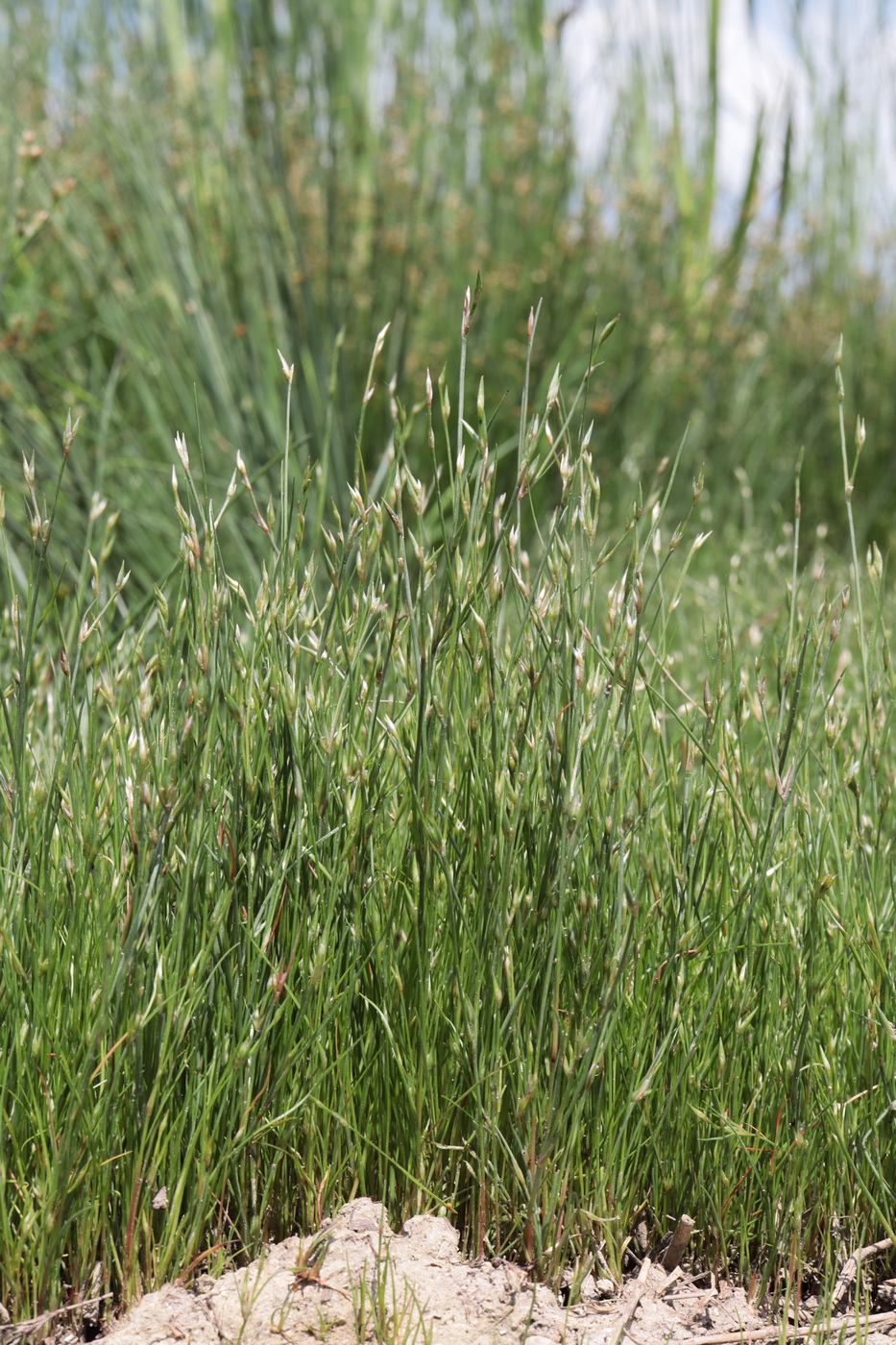 Image of Juncus ambiguus specimen.