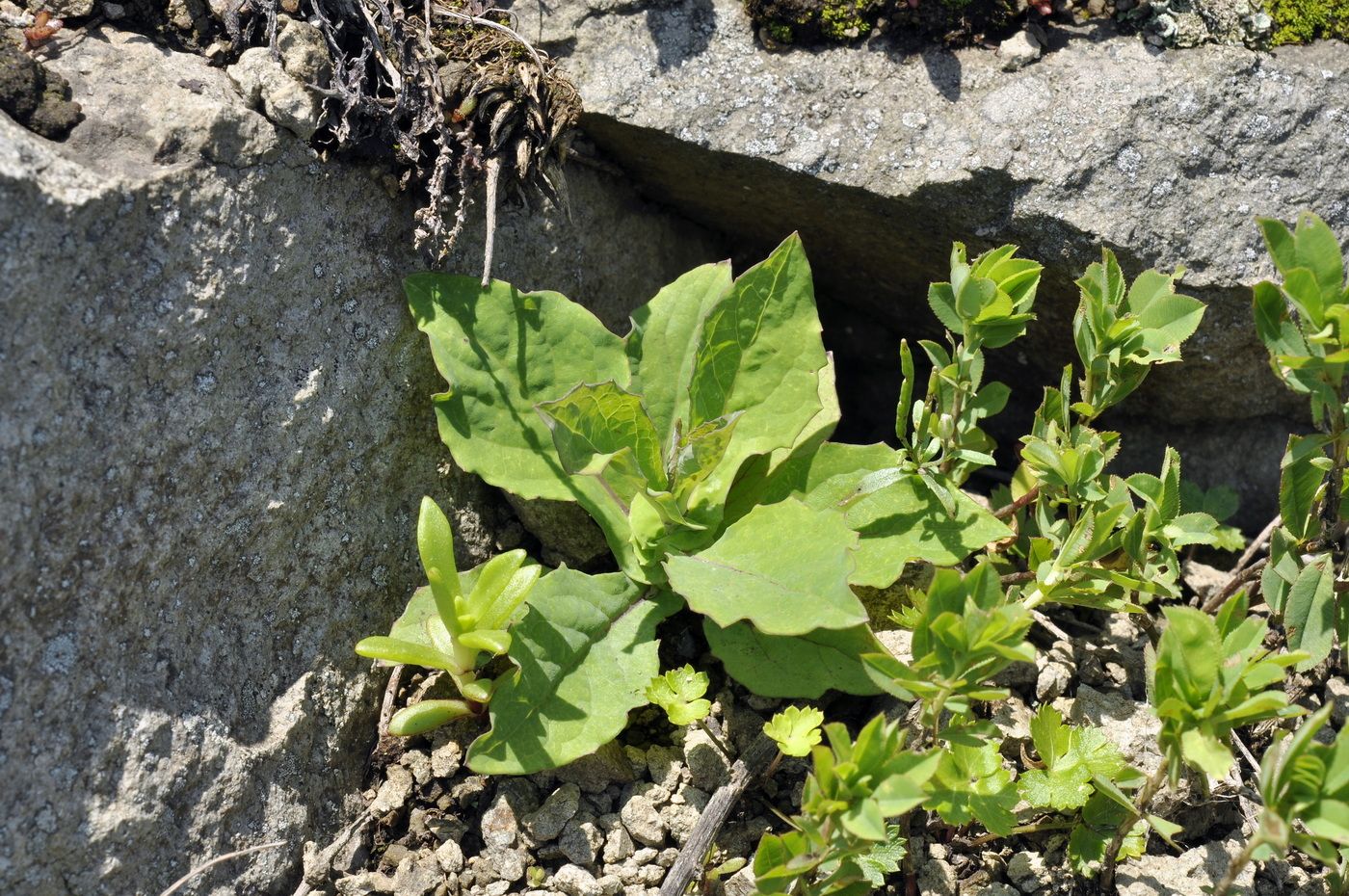 Изображение особи Paraixeris denticulata.