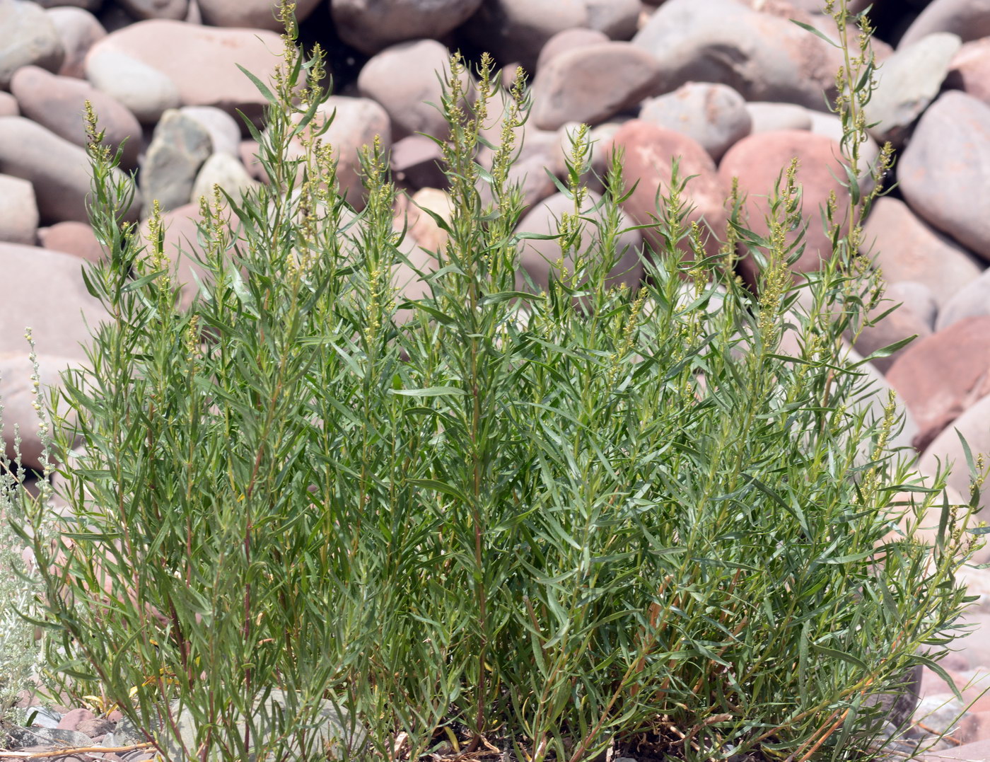 Image of Artemisia dracunculus specimen.