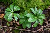 Helleborus caucasicus