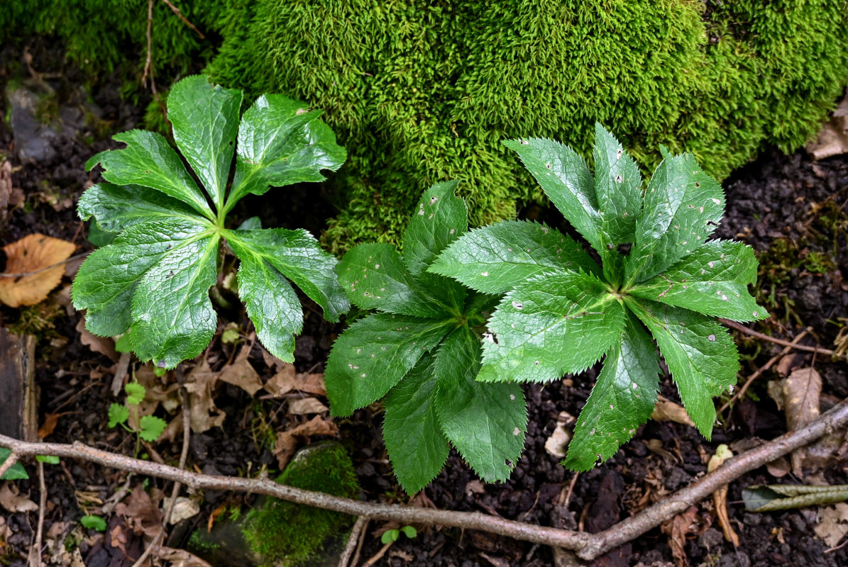 Изображение особи Helleborus caucasicus.