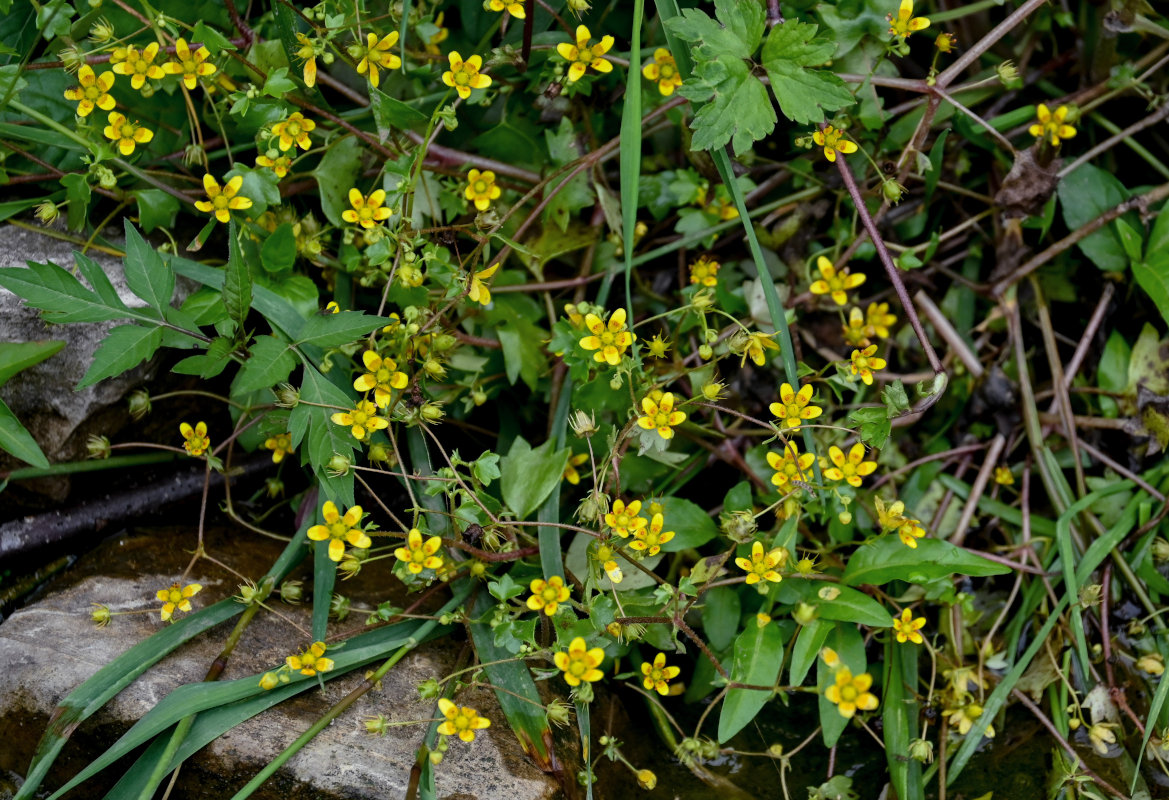 Изображение особи Saxifraga cymbalaria.