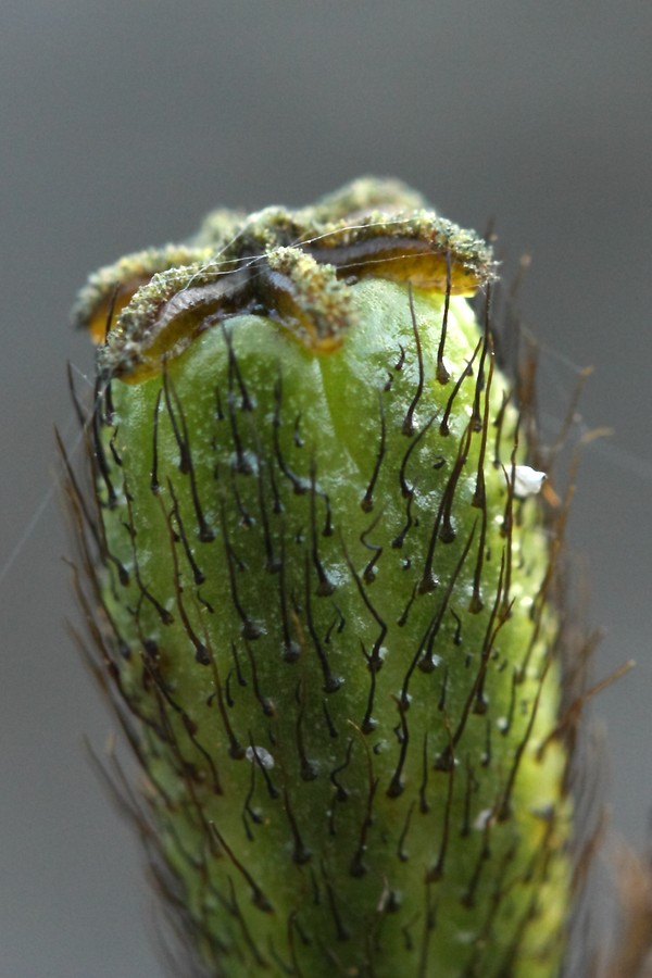 Image of Papaver lapponicum specimen.