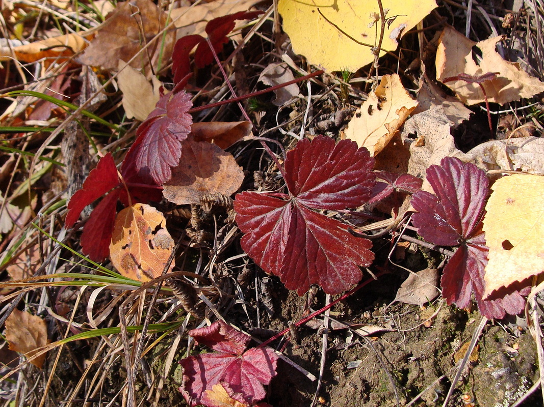 Изображение особи Fragaria orientalis.