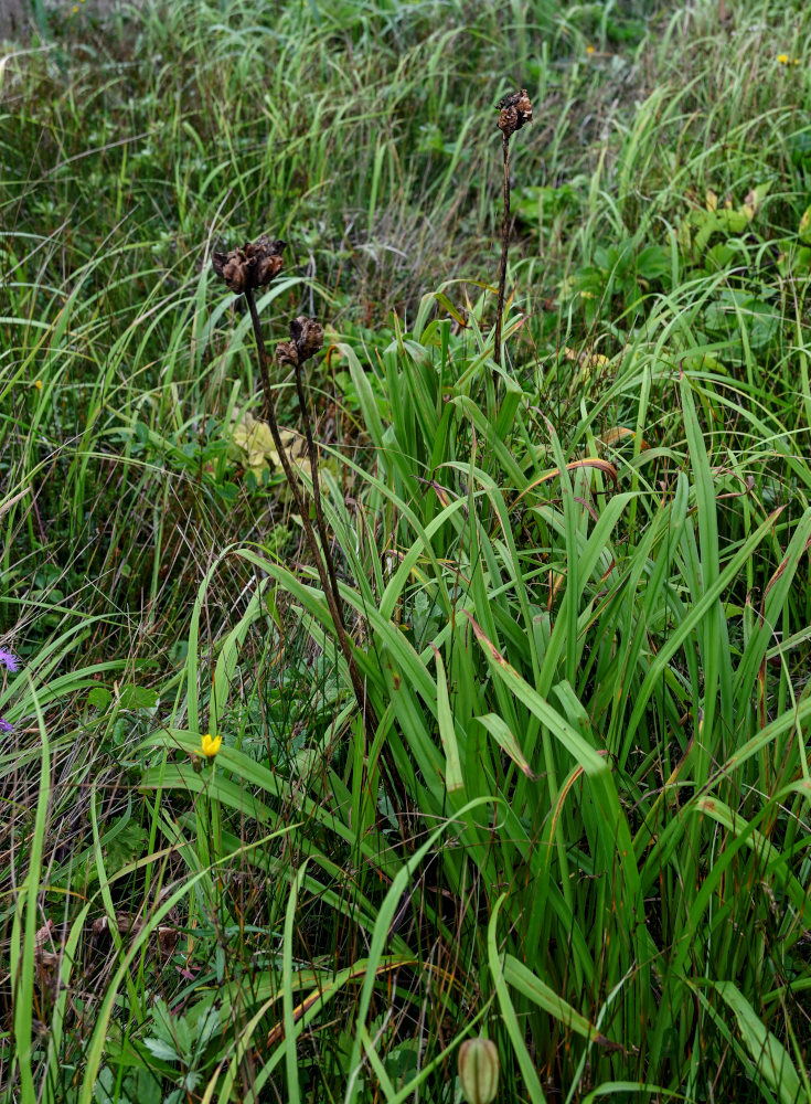 Image of Hemerocallis middendorffii specimen.