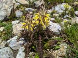 Pedicularis condensata. Цветущее растение. Карачаево-Черкесия, Карачаевский р-н, Большой Кавказ, правый борт ущелья Кичкинекол, долина реки Таллычат, западный склон хребта под перевалом Малый Кичкинекол, частично задернованная каменистая россыпь, ≈ 3000 м н.у.м., среди камней. 22.07.2023.