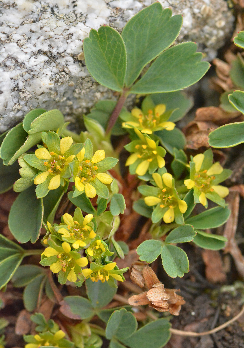 Изображение особи Sibbaldia parviflora.