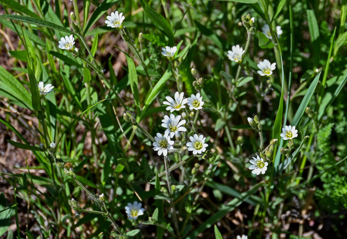 Изображение особи Cerastium arvense.