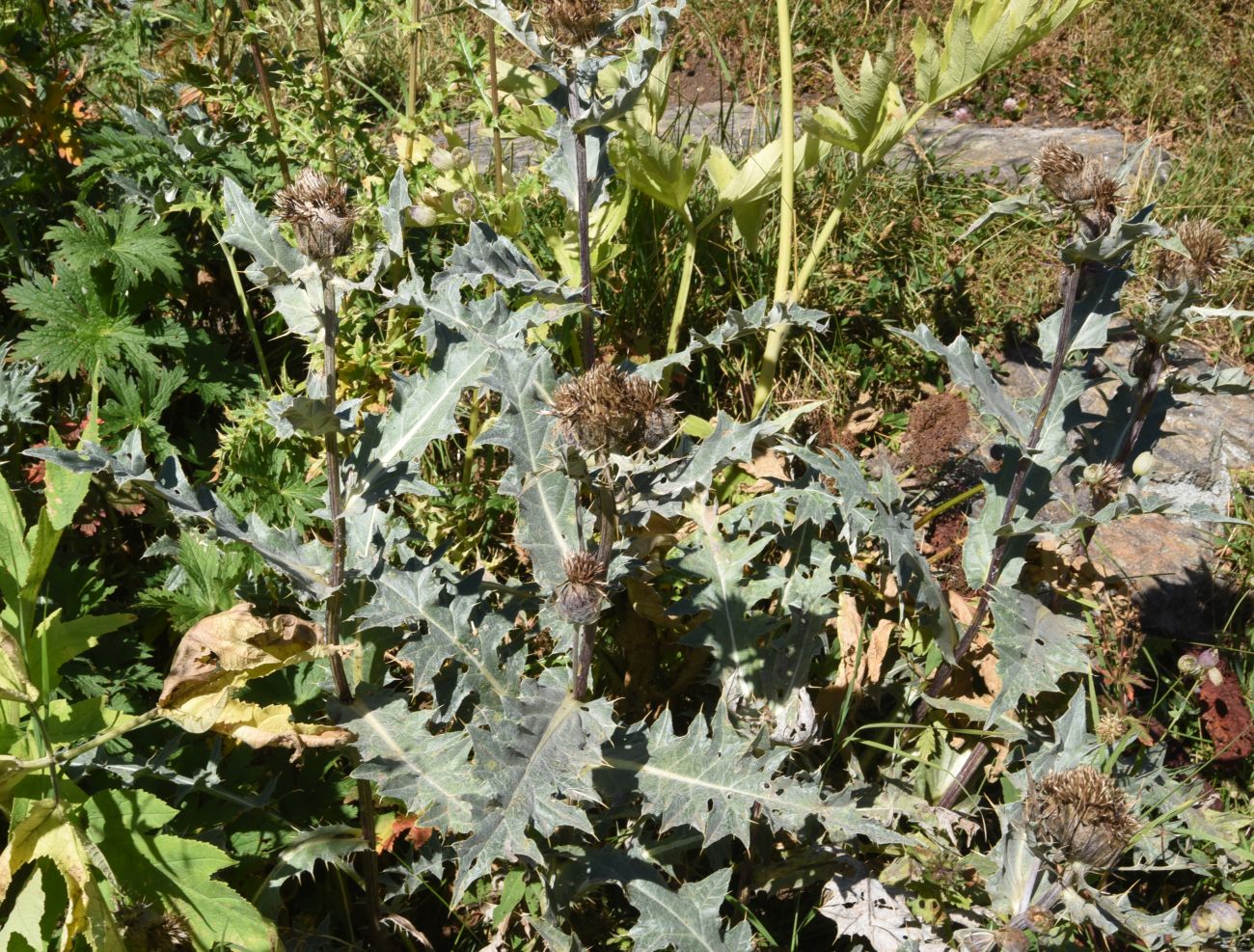 Изображение особи род Cirsium.