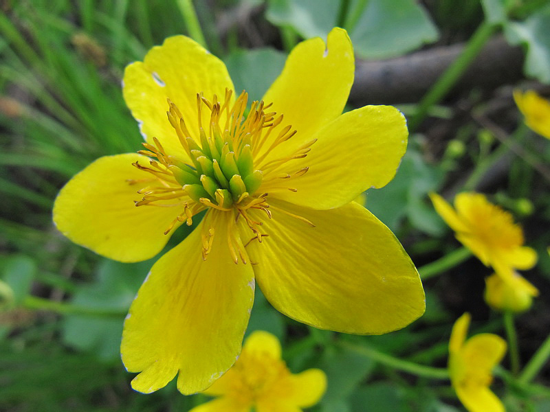 Image of Caltha palustris specimen.