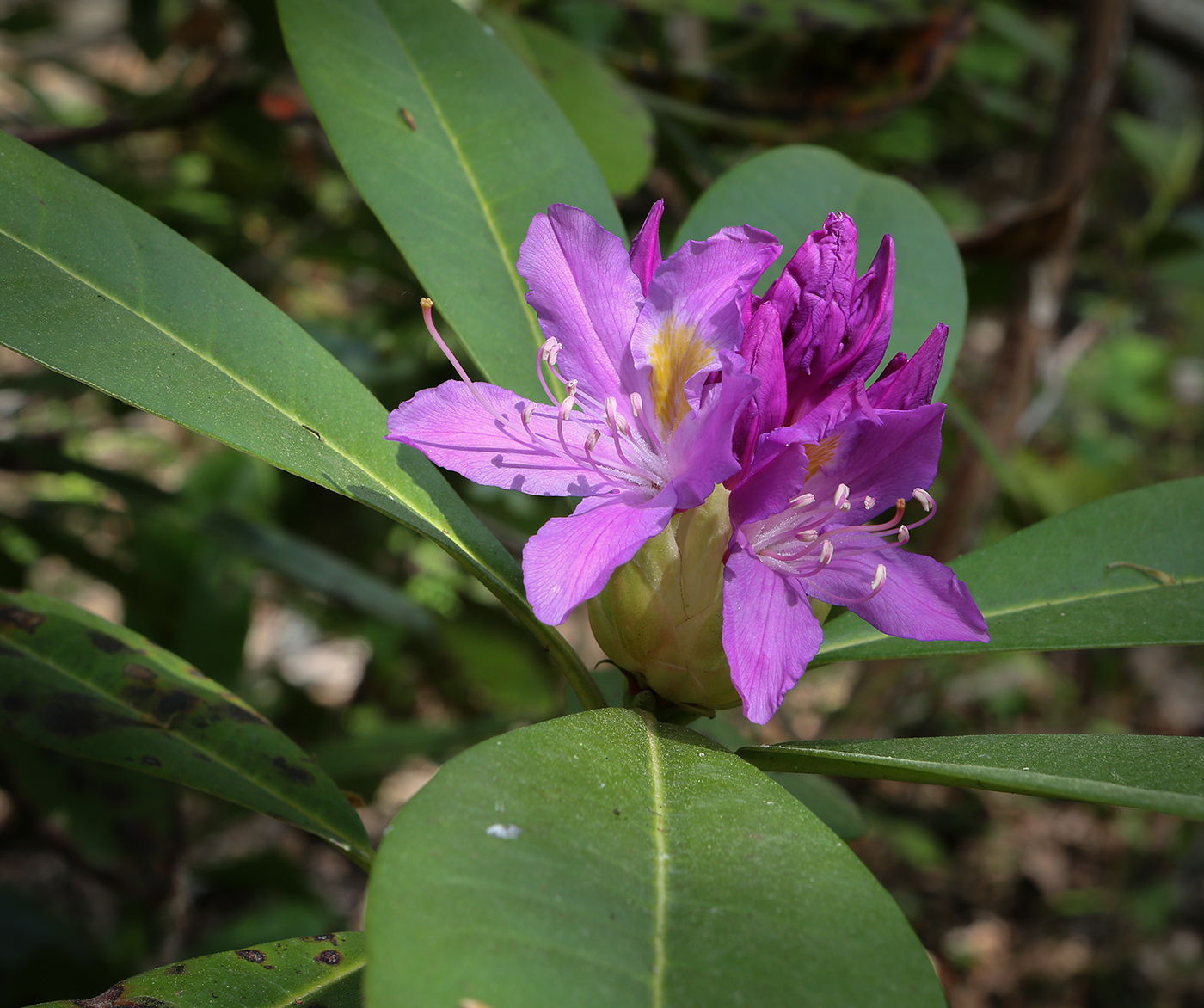 Image of Rhododendron ponticum specimen.