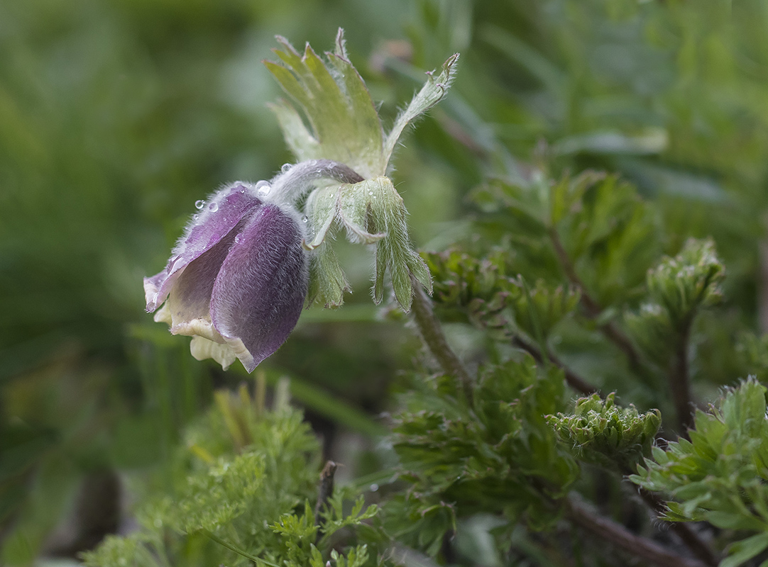 Image of Pulsatilla campanella specimen.