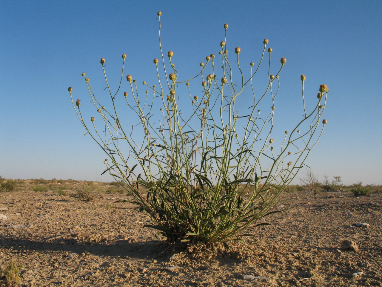 Image of Inula multicaulis specimen.