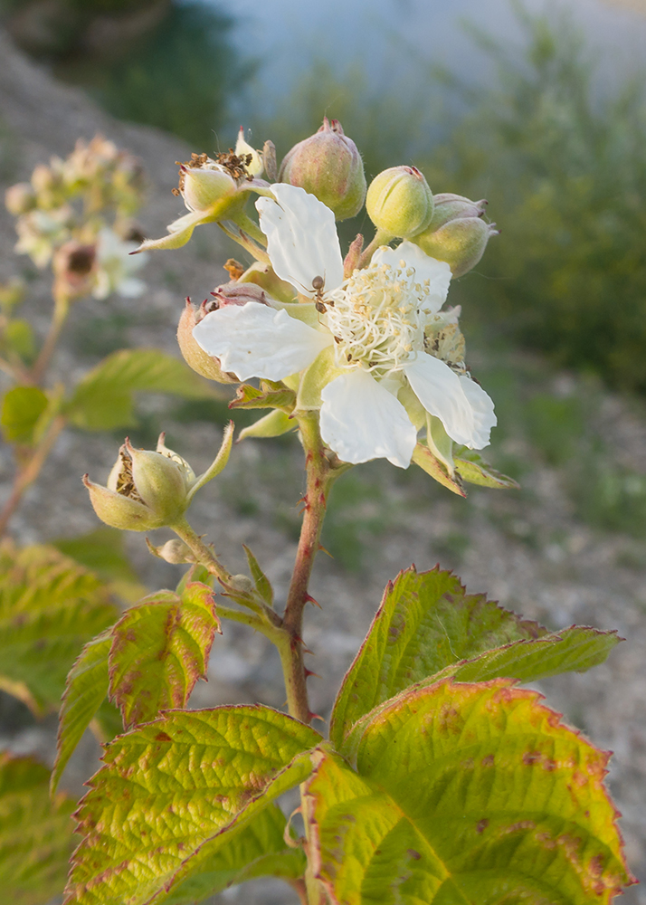 Изображение особи Rubus caesius.