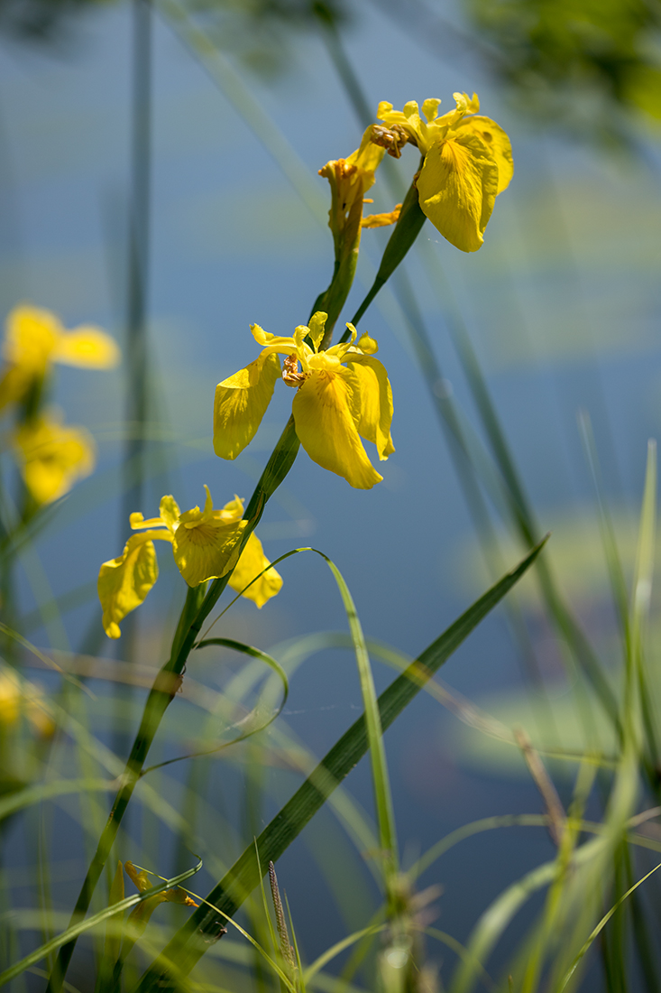 Изображение особи Iris pseudacorus.