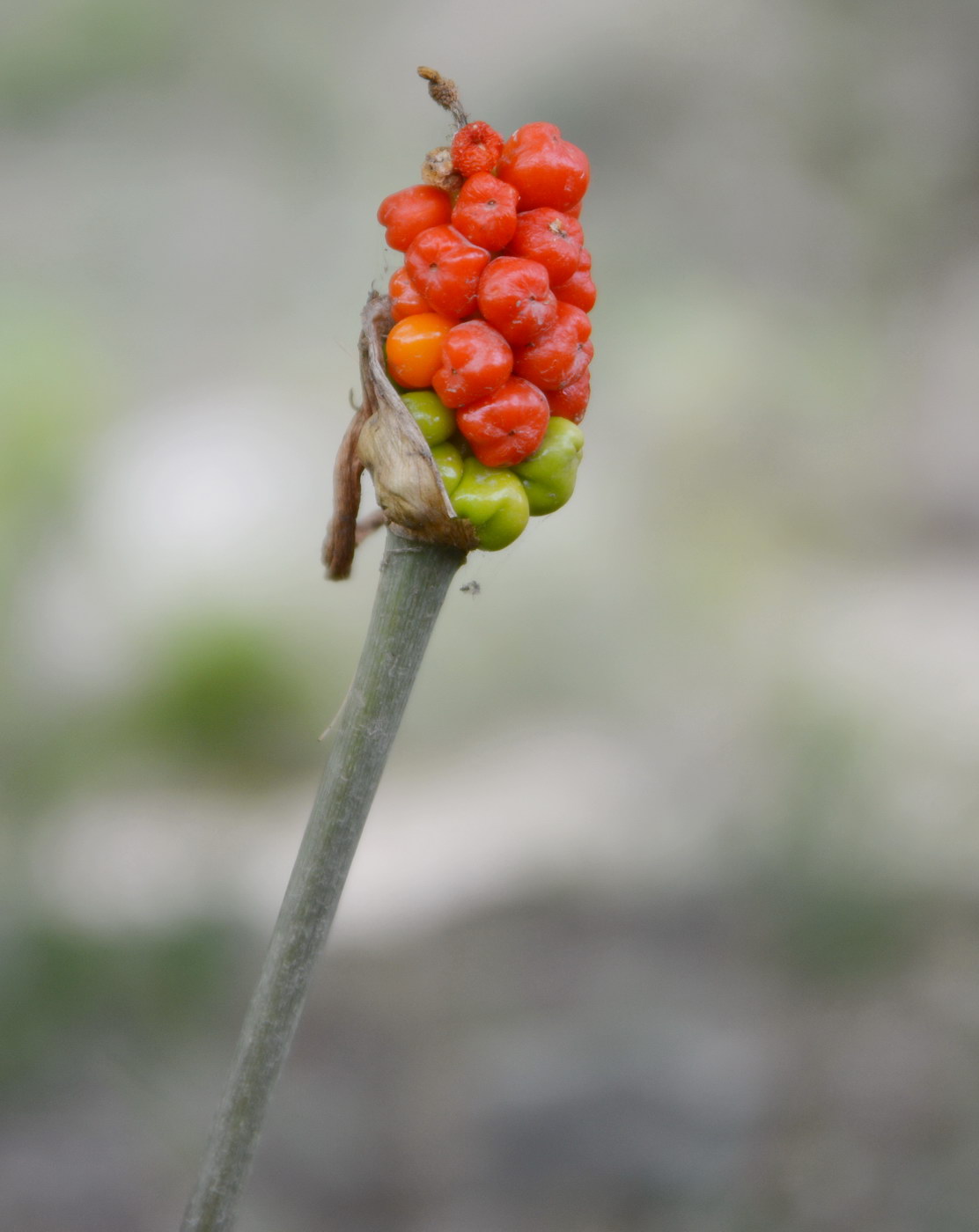 Изображение особи Arum korolkowii.