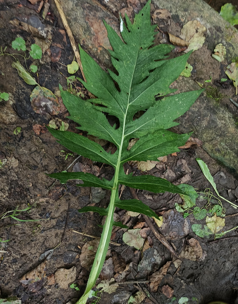 Image of Cirsium oleraceum specimen.