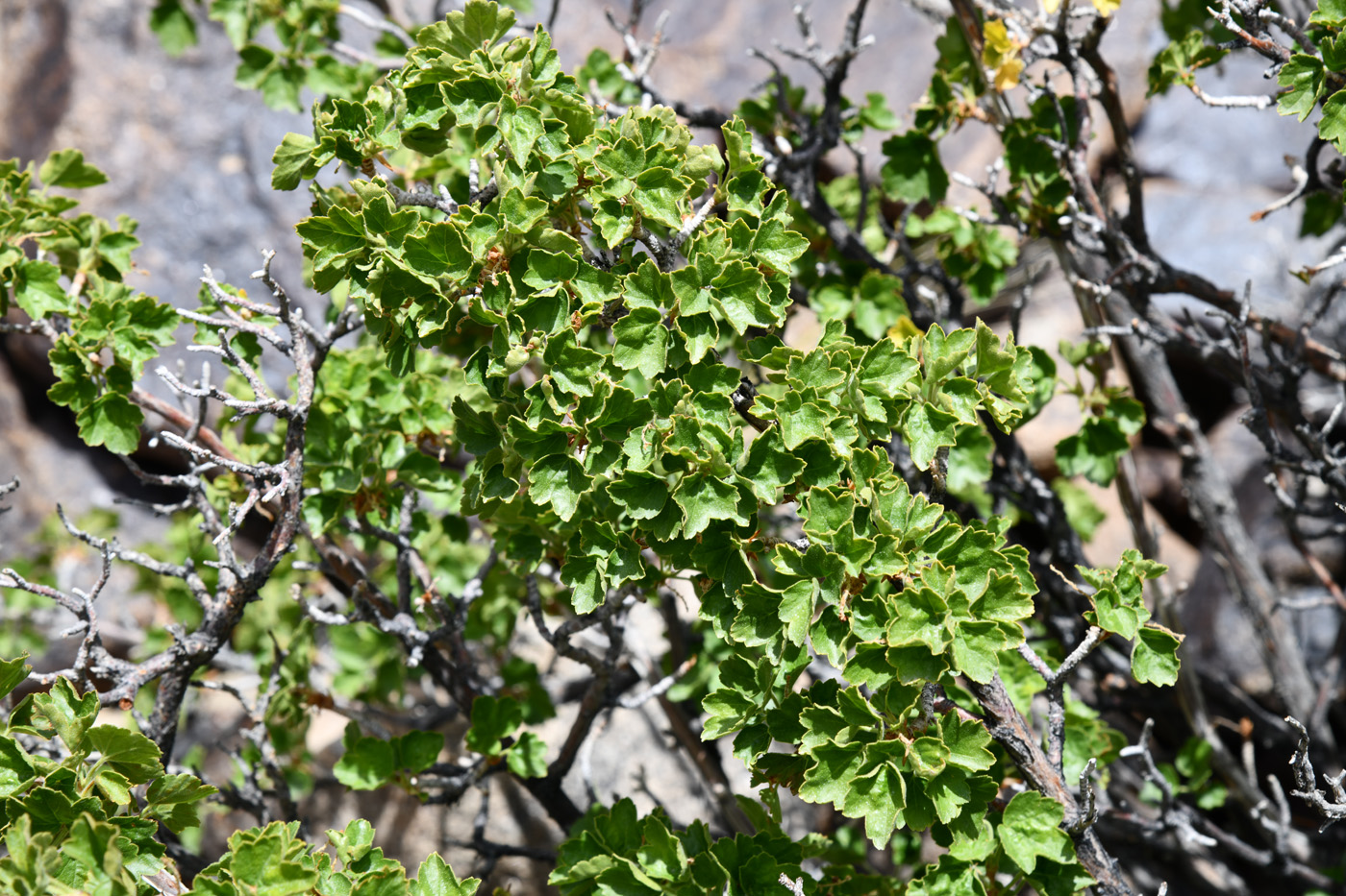 Image of Ribes villosum specimen.