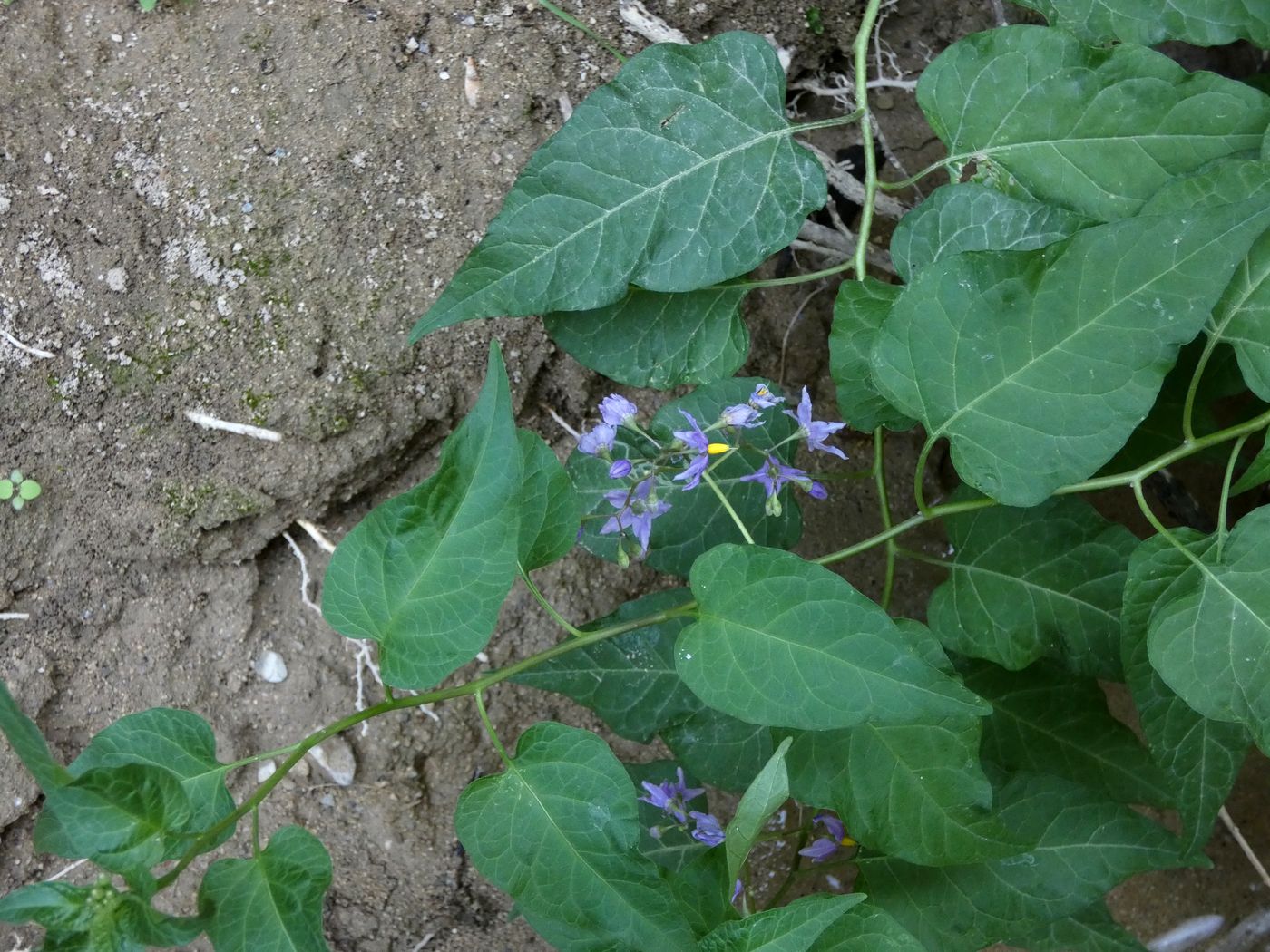 Image of Solanum kitagawae specimen.