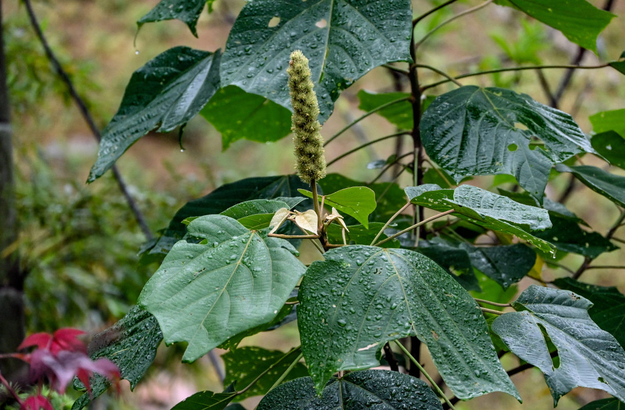 Изображение особи Mallotus nepalensis.