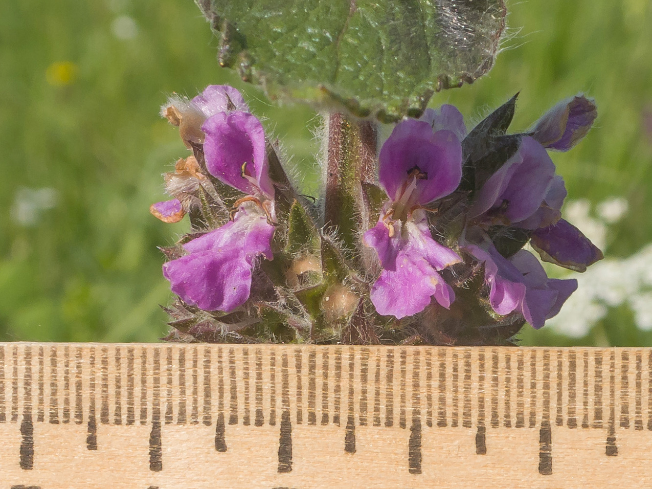 Image of Stachys balansae specimen.