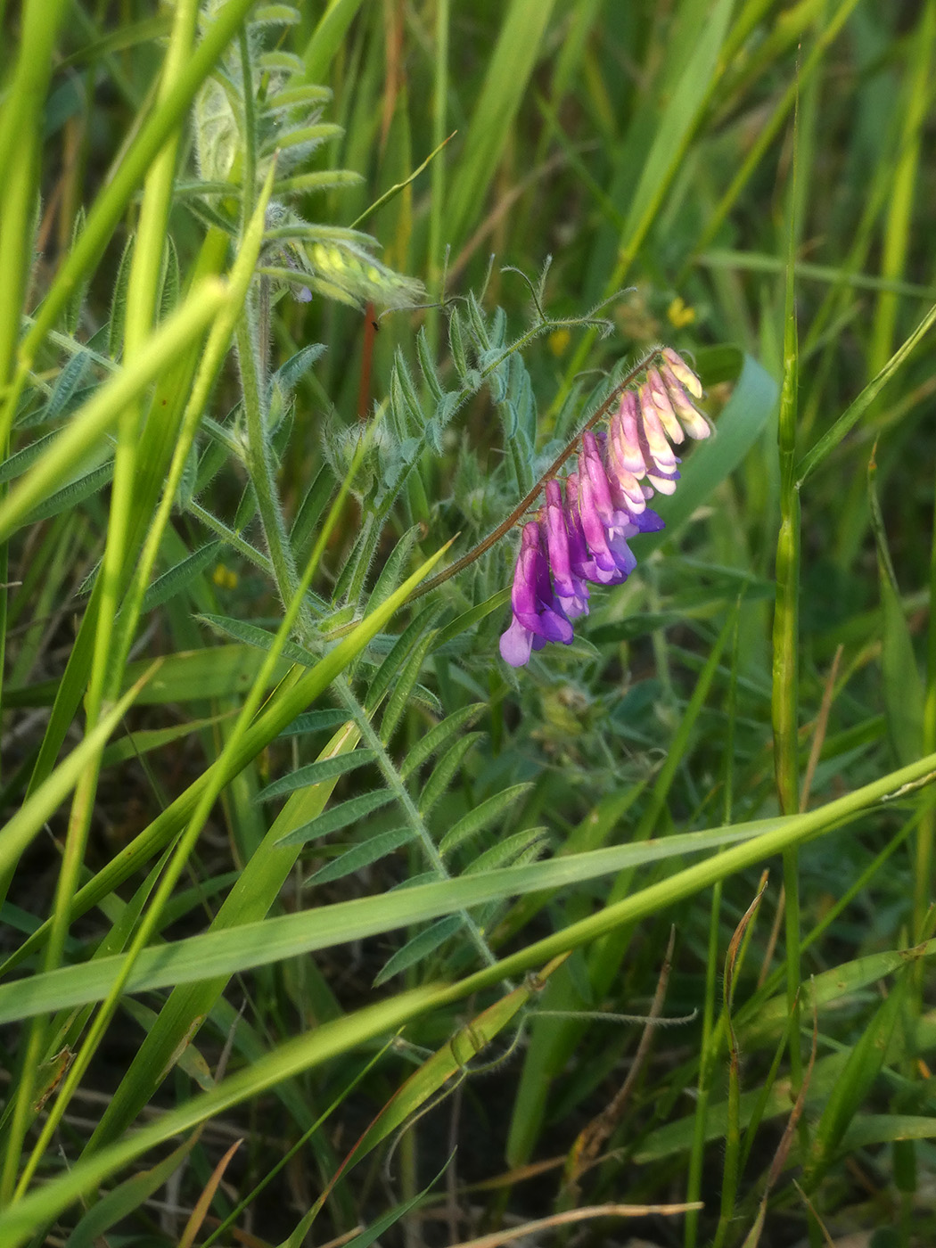 Image of Vicia villosa specimen.