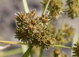 Cyperus difformis. Соплодия. Испания, автономное сообщество Каталония, провинция Жирона, комарка Баш Эмпорда, муниципалитет Тороэлья-де-Монгри, дельта р. Тер, заливное поле, сорное в посевах Oryza sativa. 21.10.2024.