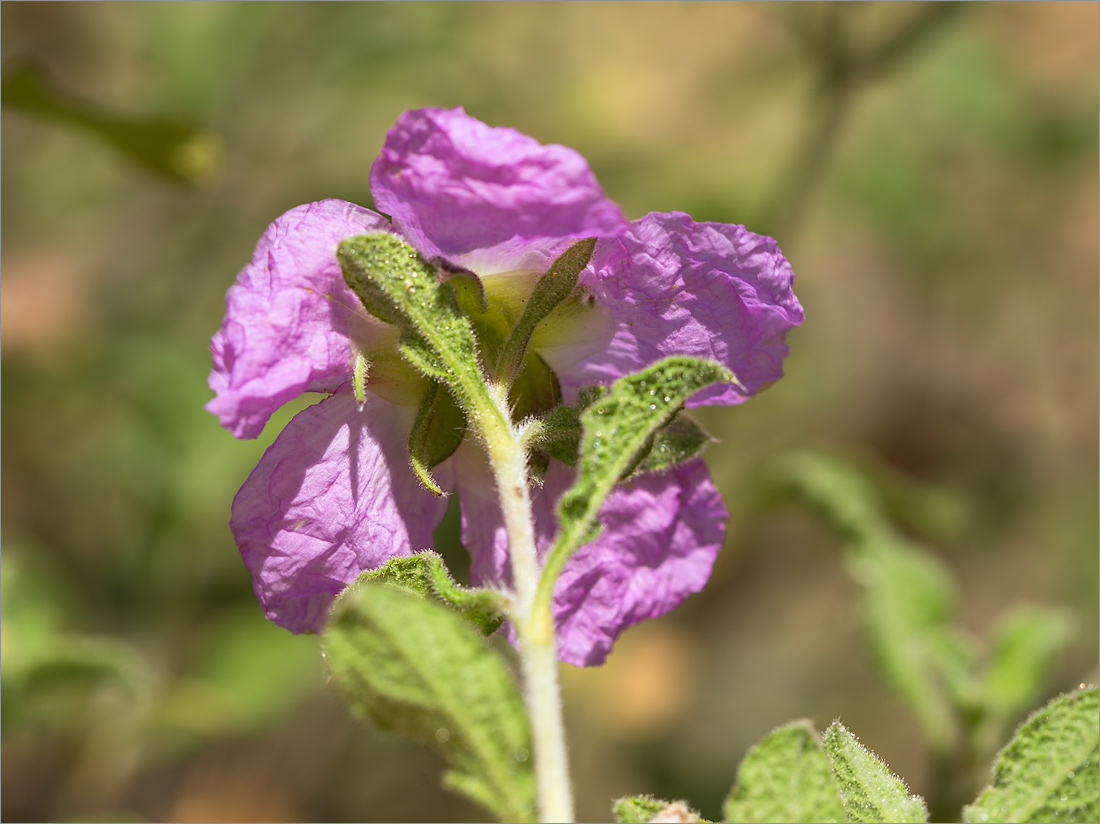 Image of Cistus creticus specimen.