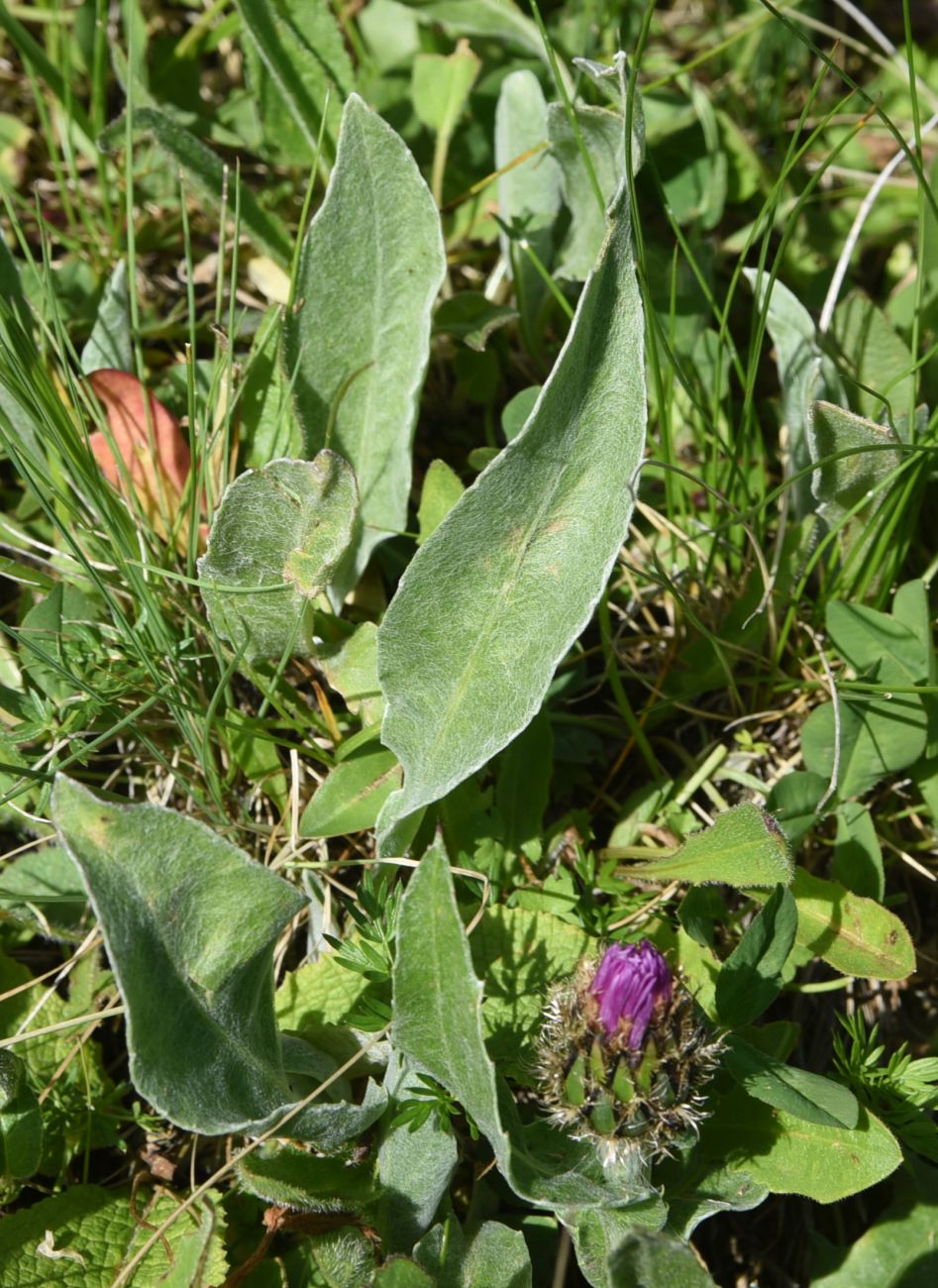 Image of Centaurea willdenowii specimen.