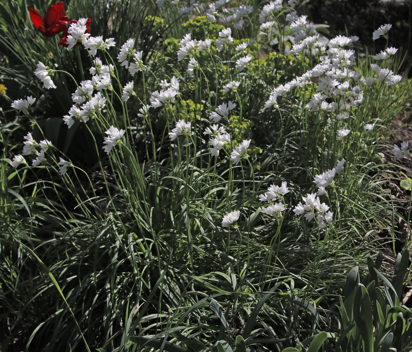 Image of Allium zebdanense specimen.