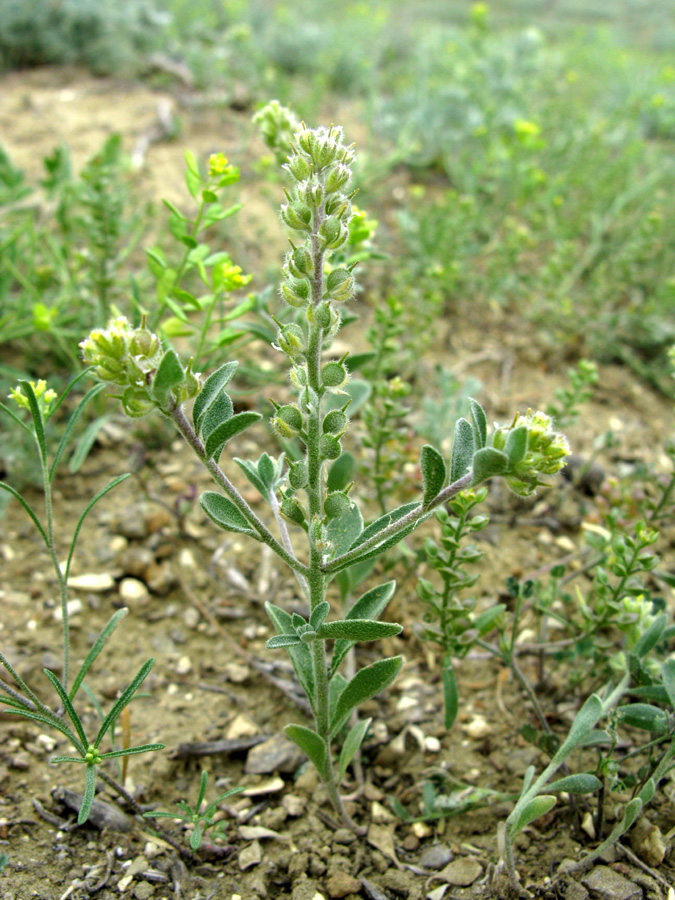 Изображение особи Alyssum dasycarpum.